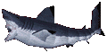 Requin